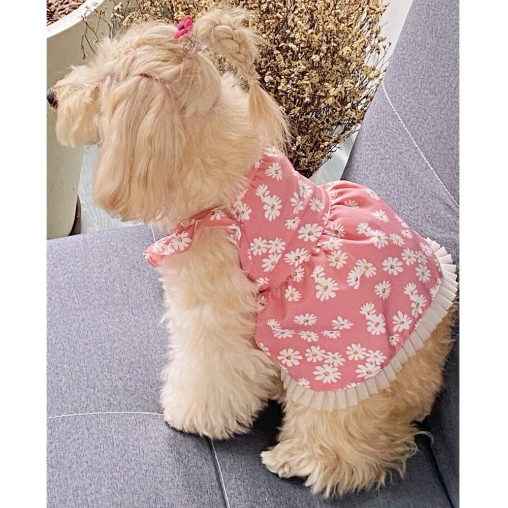 Daisy Print Pet Dress 🐕